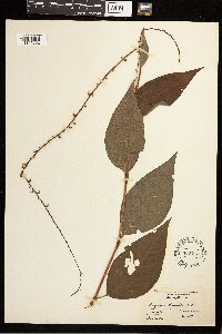 Persicaria virginiana image