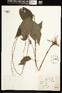 Persicaria virginiana image