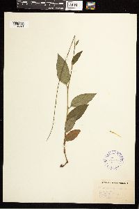 Persicaria virginiana image