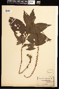 Persicaria virginiana image