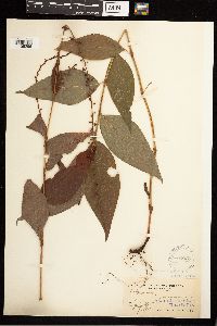 Persicaria virginiana image