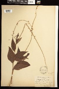 Persicaria virginiana image