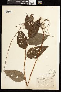 Persicaria virginiana image