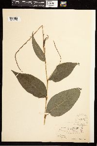 Persicaria virginiana image