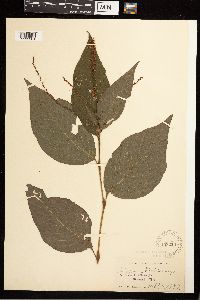 Persicaria virginiana image