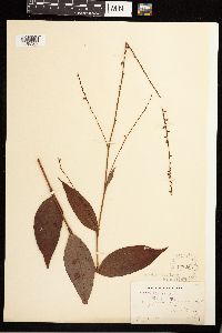 Persicaria virginiana image
