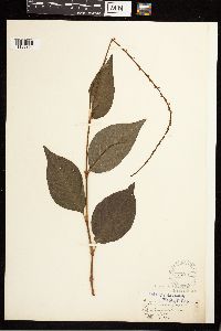 Persicaria virginiana image