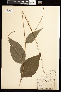 Persicaria virginiana image