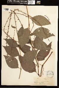 Persicaria virginiana image