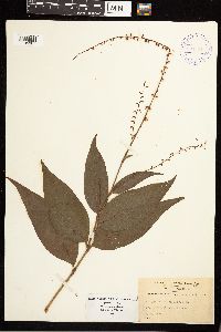 Persicaria virginiana image