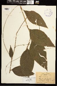 Persicaria virginiana image