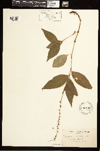 Persicaria virginiana image
