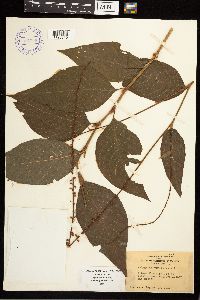Persicaria virginiana image