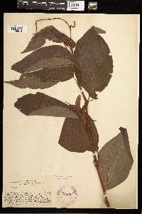 Persicaria virginiana image