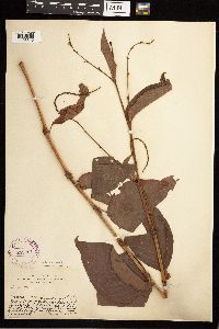 Persicaria virginiana image