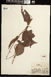 Persicaria virginiana image