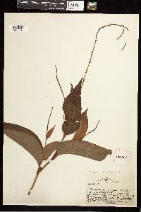 Persicaria virginiana image