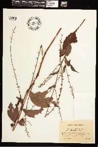 Persicaria virginiana image