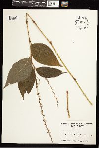 Persicaria virginiana image