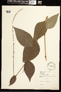 Persicaria virginiana image