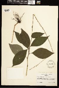 Persicaria virginiana image