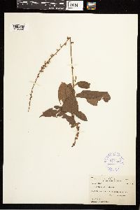 Persicaria virginiana image