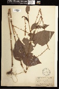 Persicaria virginiana image