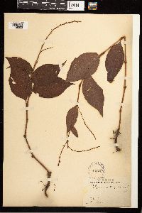 Persicaria virginiana image