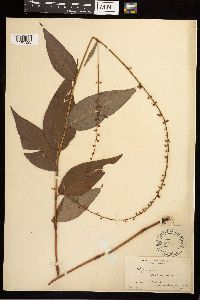 Persicaria virginiana image