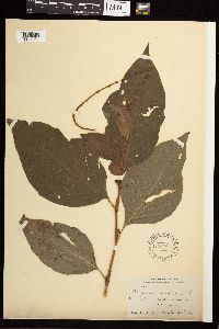 Persicaria virginiana image