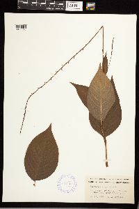 Persicaria virginiana image