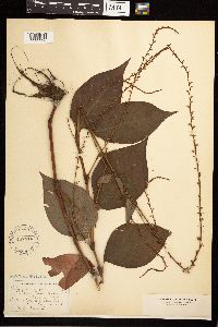 Persicaria virginiana image