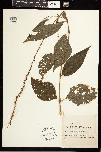 Persicaria virginiana image