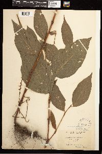 Persicaria virginiana image