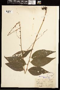Persicaria virginiana image