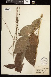 Persicaria virginiana image