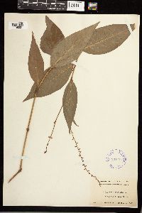 Persicaria virginiana image