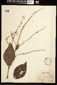 Persicaria virginiana image