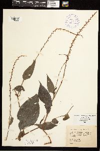 Persicaria virginiana image
