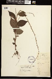 Persicaria virginiana image