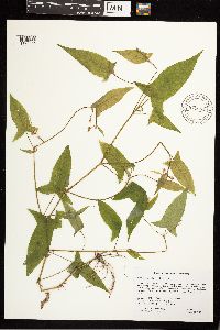 Persicaria arifolia image