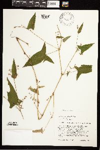Persicaria arifolia image
