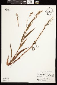 Persicaria lapathifolia image