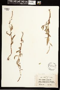 Persicaria punctata image