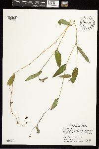 Persicaria sagittata image