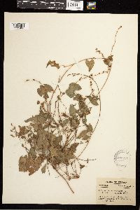 Fallopia convolvulus image