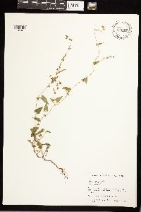 Fallopia convolvulus image