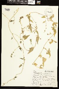 Fallopia convolvulus image