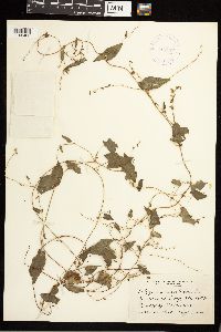 Fallopia convolvulus image