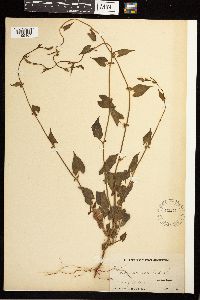 Fallopia convolvulus image